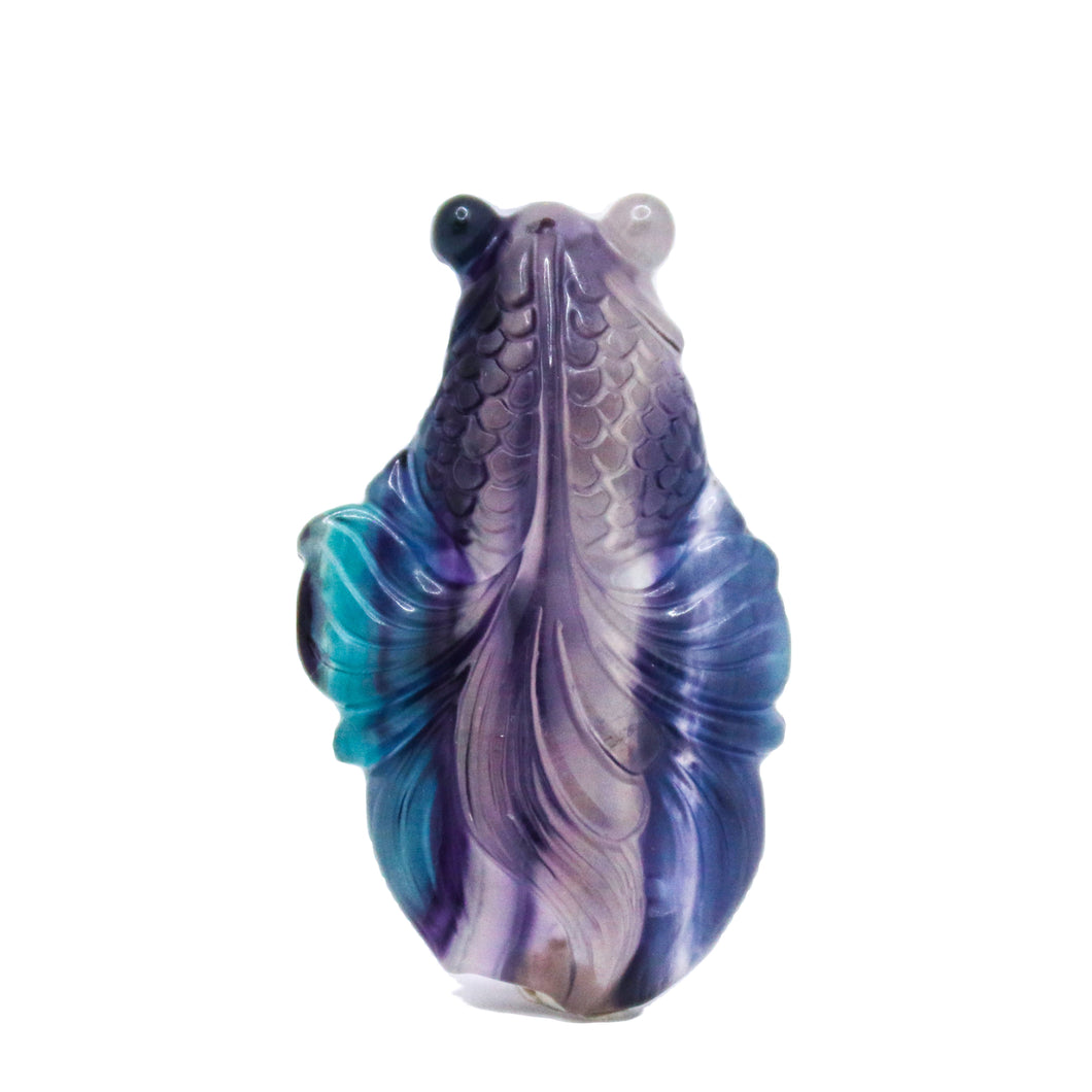 Rainbow Fluorite Fish