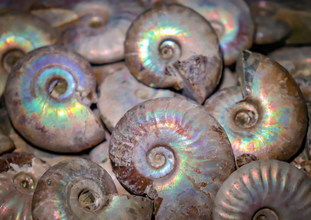 Iridescent Ammonites