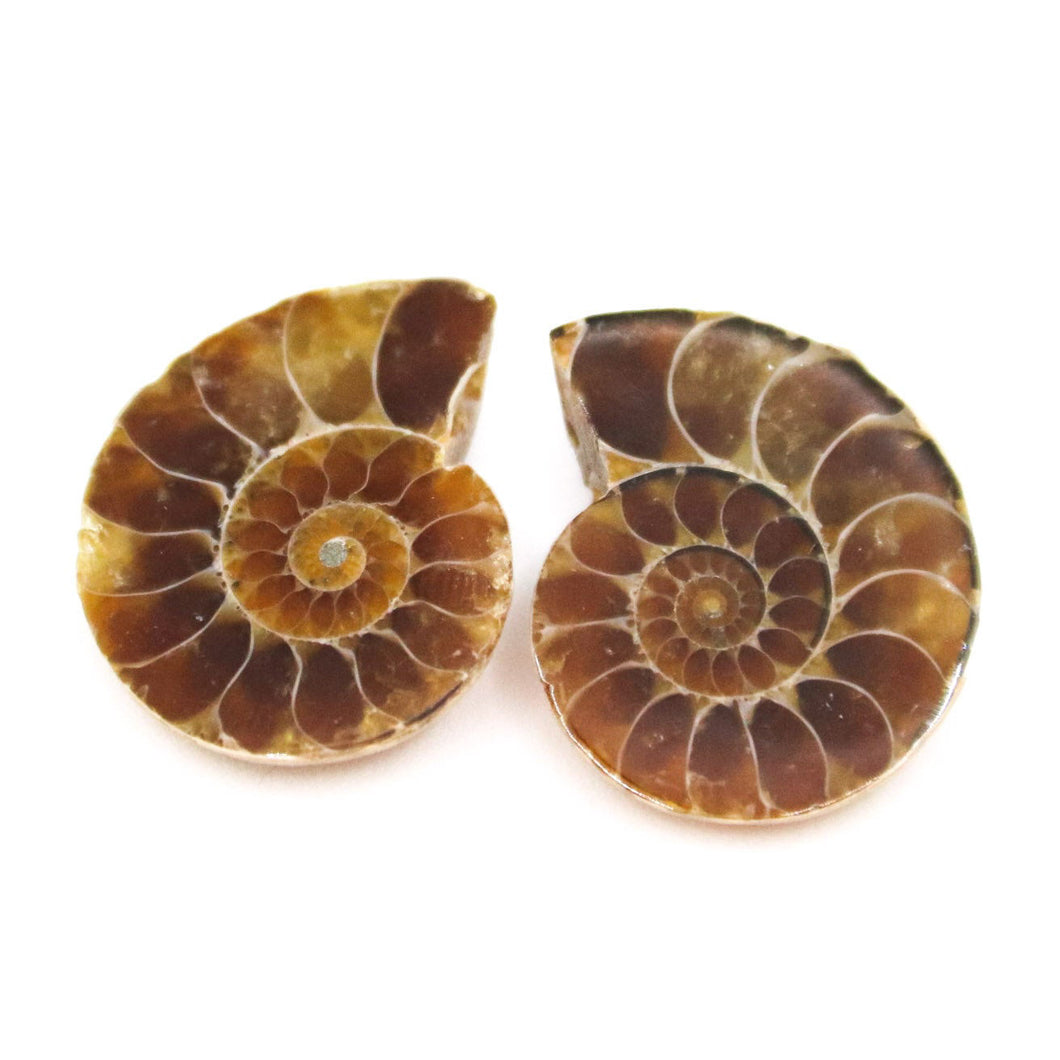 Ammonite Pair